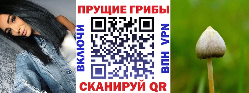 Галлюциногенные грибы Psilocybe  магазин    Зерноград 